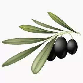 olive branch